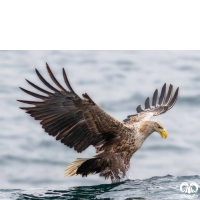 گونه عقاب دریایی دم سفید White tailed Eagle